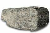 Polished Fossil Dinosaur Bone (Gembone) Section - Wyoming #309389-1
